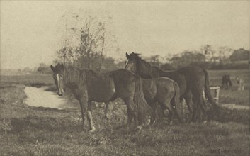 Colts on a Norfolk Marsh; Peter Henry Emerson, British, born Cuba, 1856 - 1936, London, England; 1888; Photogravure; 11.9 x 18.