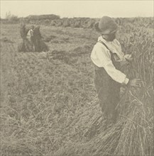 Shocking Corn. Norfolk; Peter Henry Emerson, British, born Cuba, 1856 - 1936, London, England; 1888; Photogravure; 16.7 x 16.4
