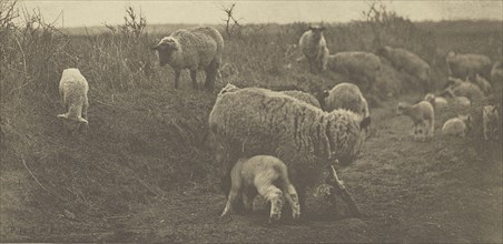 A March Pastoral. Suffolk; Peter Henry Emerson, British, born Cuba, 1856 - 1936, London, England; 1888; Photogravure