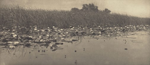 Water-Lillies; Peter Henry Emerson, British, born Cuba, 1856 - 1936, London, England; 1886; Platinum print; 12.4 x 28.3 cm