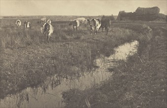 Cattle on the Marshes; Peter Henry Emerson, British, born Cuba, 1856 - 1936, London, England; 1886; Platinum print; 18.9 x 28.9