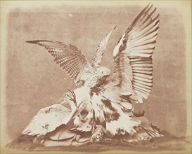 Bird of Prey; London, England; 1852; Salted paper print; 18.4 x 23.2 cm, 7 1,4 x 9 1,8 in