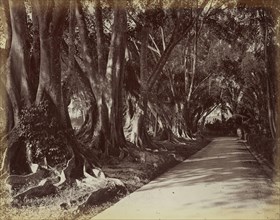 Peradeniya Botanical Garden; Ceylon; 1870s - 1890s; Albumen silver print