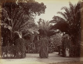 Entrance of Perdonuyo Gardens; Sri Lanka; 1870s - 1890s; Albumen silver print