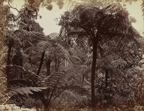 Hakgala Gardens, Nuwara Eliya; Charles T. Scowen, English, 1852 - 1948, Sri Lanka; 1870s - 1890s; Albumen silver print