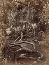 A Creeper at Bradenya; Charles T. Scowen, English, 1852 - 1948, Ceylon; 1870s - 1890s; Albumen silver print
