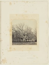Old Pollard Oak at Forest Gate; James Sinclair, fourteenth earl of Caithness, British, 1821 - 1881, William Bambridge British