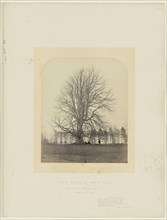 Great Beech on Manor Hill; James Sinclair, fourteenth earl of Caithness, British, 1821 - 1881, William Bambridge British, 1819