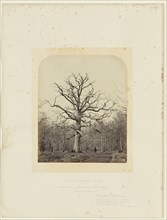 Queen Anne's Oak; James Sinclair, fourteenth earl of Caithness, British, 1821 - 1881, William Bambridge British, 1819 - 1879