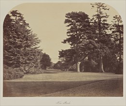 The Park; Great Britain; about 1865; Albumen silver print