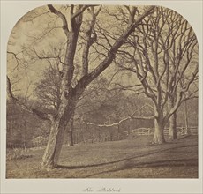 The Paddock; Great Britain; about 1865; Albumen silver print