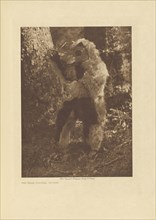 The Bear Costume - Nootka; Edward S. Curtis, American, 1868 - 1952, Seattle, Washington, United States; negative 1915; print