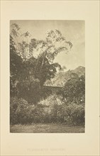 Peradeniya Gardens; Henry W. Cave, English, 1854 - 1913, Sri Lanka; about 1890; Photogravure; 8.7 × 5.8 cm
