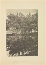 Bamboos at Peradeniya; Henry W. Cave, English, 1854 - 1913, Sri Lanka; about 1890; Photogravure; 8.9 × 5.9 cm