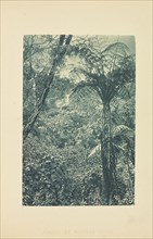 Jungle at Nuwara Eliya; Henry W. Cave, English, 1854 - 1913, Sri Lanka; about 1890; Photogravure; 8.8 × 5.8 cm