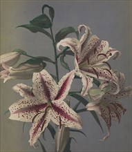 Lily; Kazumasa Ogawa, Japanese, 1860 - 1929, Yokohama, Japan; 1896; Hand-colored collotype; 27.5 x 24.1 cm