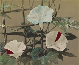 Morning Glory; Kazumasa Ogawa, Japanese, 1860 - 1929, Yokohama, Japan; 1896; Hand-colored collotype; 22.1 x 26.4 cm