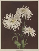 Chrysanthemum; Kazumasa Ogawa, Japanese, 1860 - 1929, Yokohama, Japan; 1896; Hand-colored collotype; 26.5 x 20.2 cm