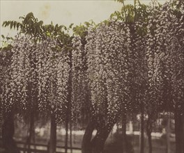 Wistaria Chinensis; Kazumasa Ogawa, Japanese, 1860 - 1929, Yokohama, Japan; 1896; Hand-colored collotype; 23.5 x 28