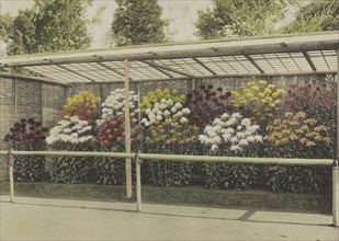 Chrysanthemum Garden; Kazumasa Ogawa, Japanese, 1860 - 1929, Yokohama, Japan; 1896; Hand-colored collotype