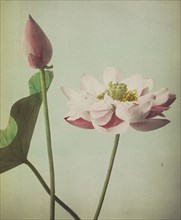 Lotus; Kazumasa Ogawa, Japanese, 1860 - 1929, Yokohama, Japan; 1896; Hand-colored collotype; 26 x 21.7 cm