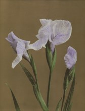 Iris Kæmpferi; Kazumasa Ogawa, Japanese, 1860 - 1929, Yokohama, Japan; 1896; Hand-colored collotype; 26.8 x 20.6 cm