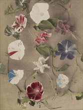 Group of Morning Glories; Kazumasa Ogawa, Japanese, 1860 - 1929, Yokohama, Japan; 1896; Hand-colored collotype