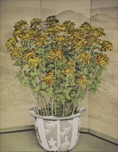 Chrysanthemum; Kazumasa Ogawa, Japanese, 1860 - 1929, Yokohama, Japan; 1896; Hand-colored collotype; 27.1 x 21.3 cm