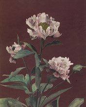 Hærdaceous Pæony; Kazumasa Ogawa, Japanese, 1860 - 1929, Yokohama, Japan; 1896; Hand-colored collotype; 25.7 x 20.8