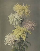 Nami-chi-dori; Kazumasa Ogawa, Japanese, 1860 - 1929, Yokohama, Japan; 1896; Hand-colored collotype; 27.8 x 21.6 cm