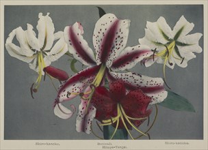 Lily; Kazumasa Ogawa, Japanese, 1860 - 1929, Yokohama, Japan; 1896; Hand-colored collotype; 18.7 x 27.5 cm, 7 3,8 x 10 13,16 in
