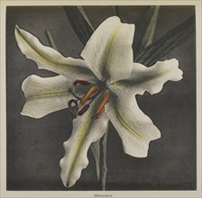 Lily; Kazumasa Ogawa, Japanese, 1860 - 1929, Yokohama, Japan; 1896; Hand-colored collotype; 21.4 x 21.9 cm