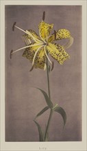 Lily; Kazumasa Ogawa, Japanese, 1860 - 1929, Yokohama, Japan; 1896; Hand-colored collotype; 23.2 x 13.2 cm