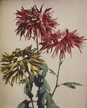 Chrysanthemum; Kazumasa Ogawa, Japanese, 1860 - 1929, Yokohama, Japan; 1896; Hand-colored collotype