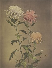 Kin-sui-ro; Kazumasa Ogawa, Japanese, 1860 - 1929, Yokohama, Japan; 1896; Hand-colored collotype