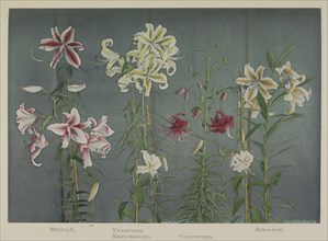 Lily; Kazumasa Ogawa, Japanese, 1860 - 1929, Yokohama, Japan; 1896; Hand-colored collotype; 18.1 x 26.4 cm