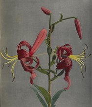 Lily; Kazumasa Ogawa, Japanese, 1860 - 1929, Yokohama, Japan; 1896; Hand-colored collotype; 26.5 x 22.7 cm