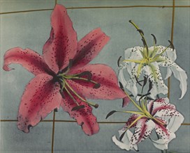 Lily; Kazumasa Ogawa, Japanese, 1860 - 1929, Yokohama, Japan; 1896; Hand-colored collotype; 21.3 x 26 cm