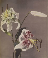 Lily; Kazumasa Ogawa, Japanese, 1860 - 1929, Yokohama, Japan; 1896; Hand-colored collotype; 27.8 x 23.5 cm