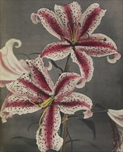 Lily; Kazumasa Ogawa, Japanese, 1860 - 1929, Yokohama, Japan; 1896; Hand-colored collotype; 27.3 x 22.4 cm