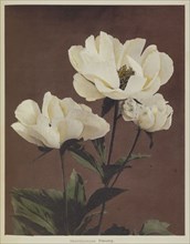 Hærdaceous Pæony; Kazumasa Ogawa, Japanese, 1860 - 1929, Yokohama, Japan; 1896; Hand-colored collotype
