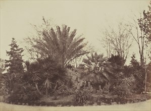 Garden on Monte Pincio, Rome; Mrs. Jane St. John, British, 1803 - 1882, Rome, Italy; 1856 - 1859; Albumen silver print