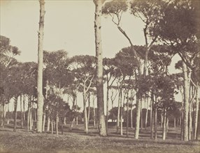 Stone Pine Grove, Villa Pamfili Doria, Rome; Mrs. Jane St. John, British, 1803 - 1882, Rome, Italy; 1856 - 1859; Albumen silver