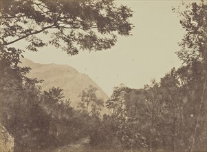Acacia, Como; Mrs. Jane St. John, British, 1803 - 1882, Como, Italy; 1856 - 1859; Albumen silver print from a paper negative