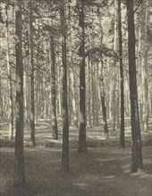 Fir Woods, Copsham; Frederick H. Evans, British, 1853 - 1943, London, England; negative 1909; print 1911; Photogravure