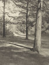 The Woods at Oxshott; Frederick H. Evans, British, 1853 - 1943, London, England; negative 1909; print 1911; Photogravure