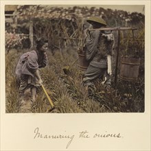 Manuring the onions; Shinichi Suzuki, Japanese, 1835 - 1919, Japan; about 1873 - 1883; Hand-colored Albumen silver print