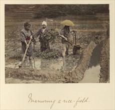 Manuring a rice-field; Shinichi Suzuki, Japanese, 1835 - 1919, Japan; about 1873 - 1883; Hand-colored Albumen silver print