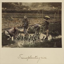 Transplanting rice; Shinichi Suzuki, Japanese, 1835 - 1919, Japan; about 1873 - 1883; Hand-colored Albumen silver print