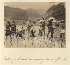 Setting out and manuring the rice plants; Shinichi Suzuki, Japanese, 1835 - 1919, Japan; about 1873 - 1883; Hand-colored